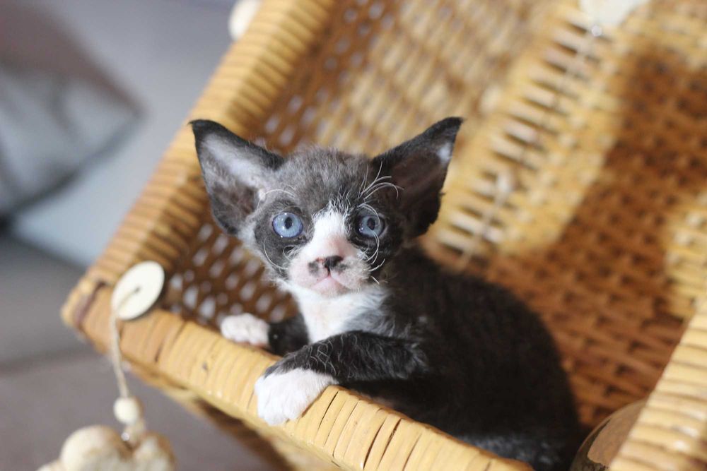 Wednesday - koteczka Devon Rex po championie