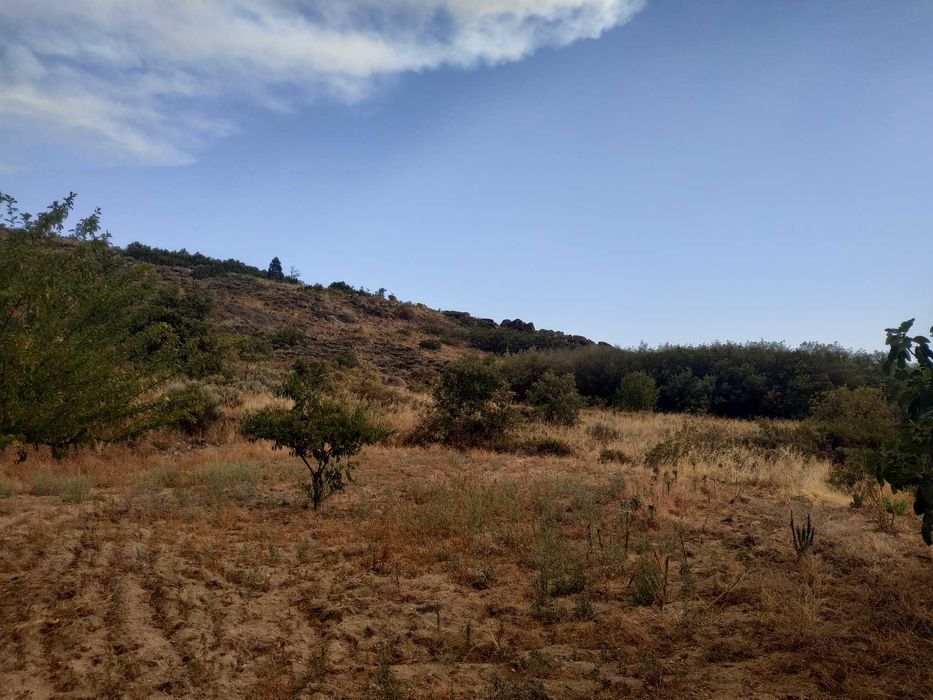 Terreno agrícola em activo.