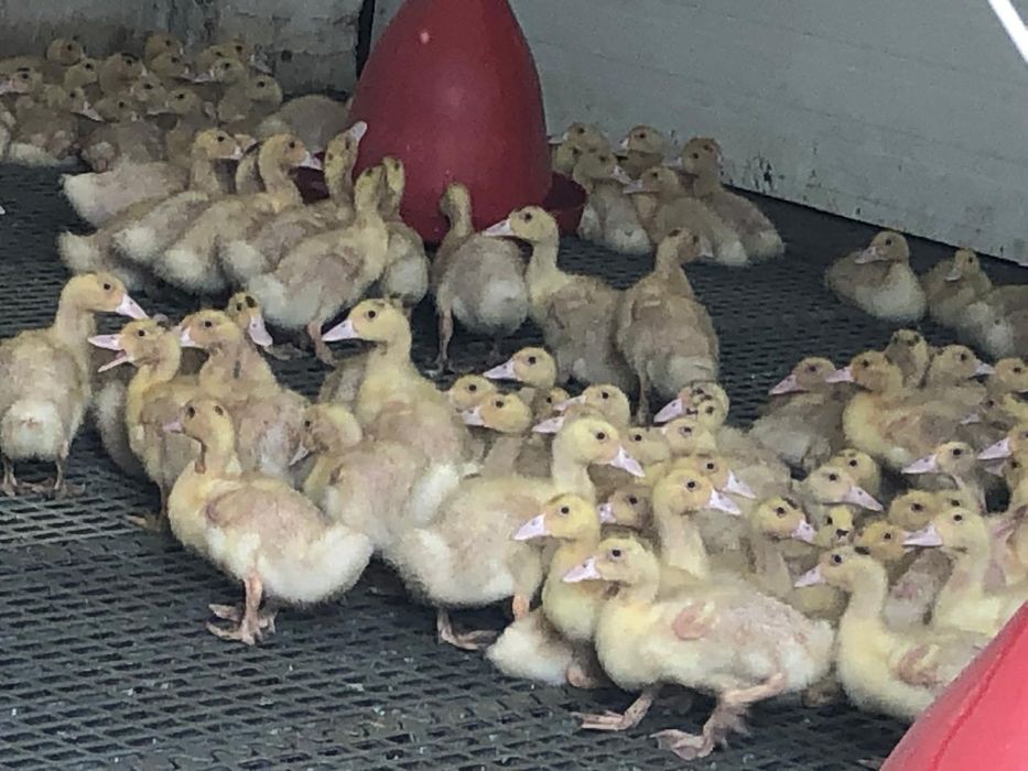 Sprzedaż drobiu odchowanego. Kury,kaczki,gęsi,perliki,brojlery