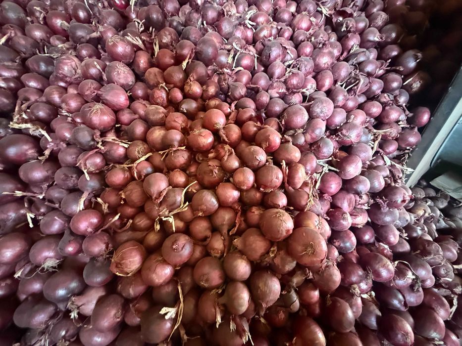Sprzedam świeżą cebulę czerwoną w kalibrażu 5cm i więcej