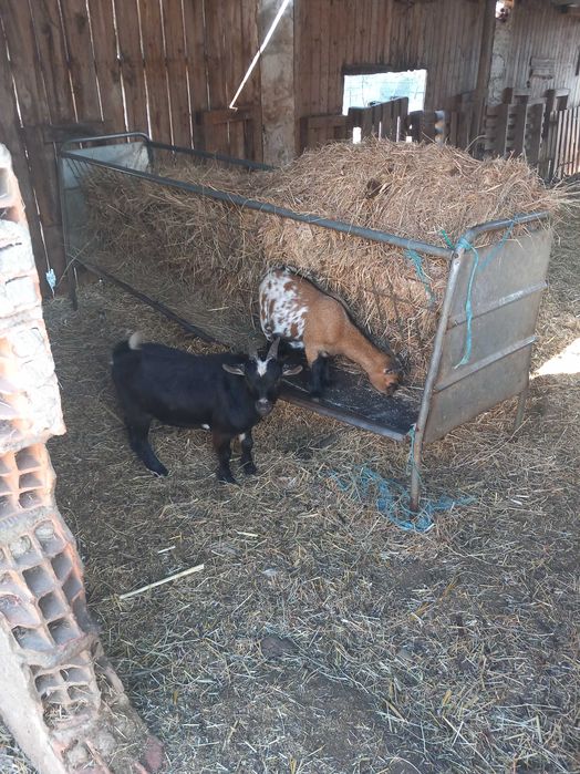 Cabrinhas micro anãs F/M