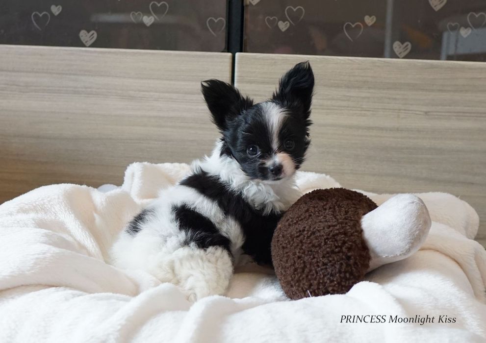 Suczka papillon ZKwP szczeniak spaniel miniaturowy