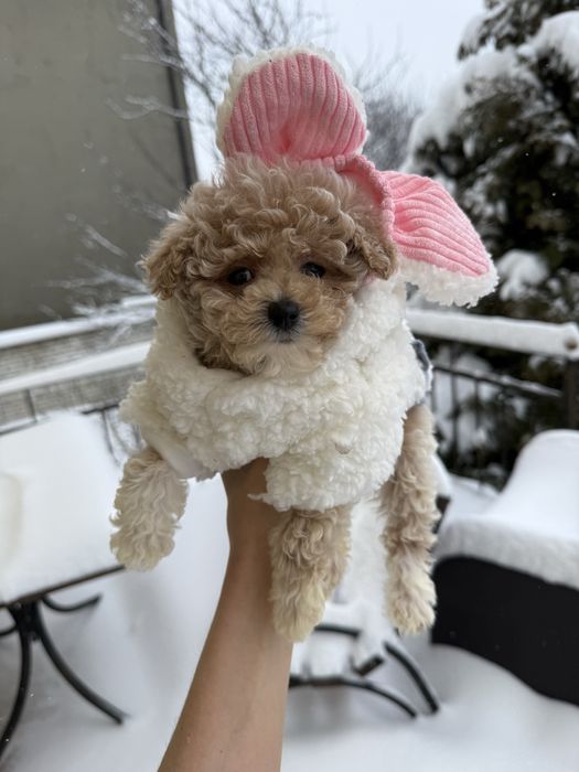 Бронювання мальтипу