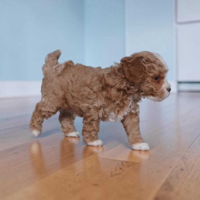 Chłopiec Maltipoo