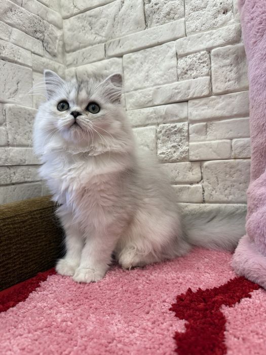 Kotka szkocka długowłosa