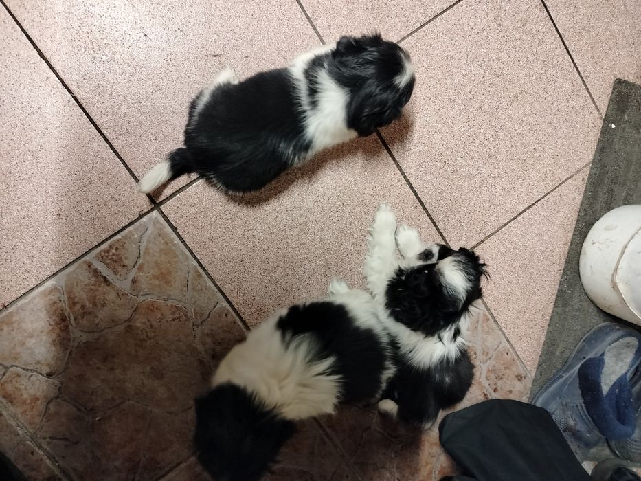 Sprzedam suczki Shitzu