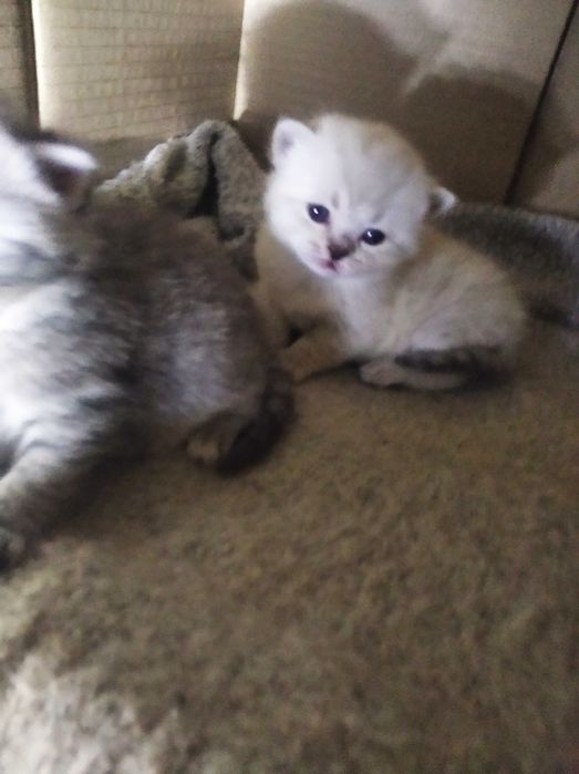 Шотландские котята