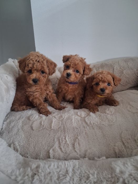 Piękny piesek MALTIPOO F1b