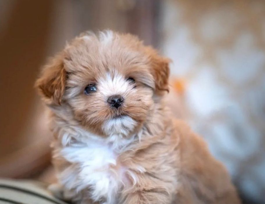 Мікро міні та стандарт Мальтіпу