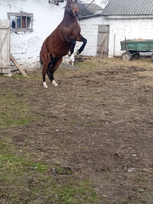 Продаётся кобыла