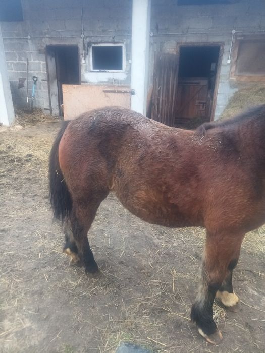 Sprzedam Zrębice pół perszeron