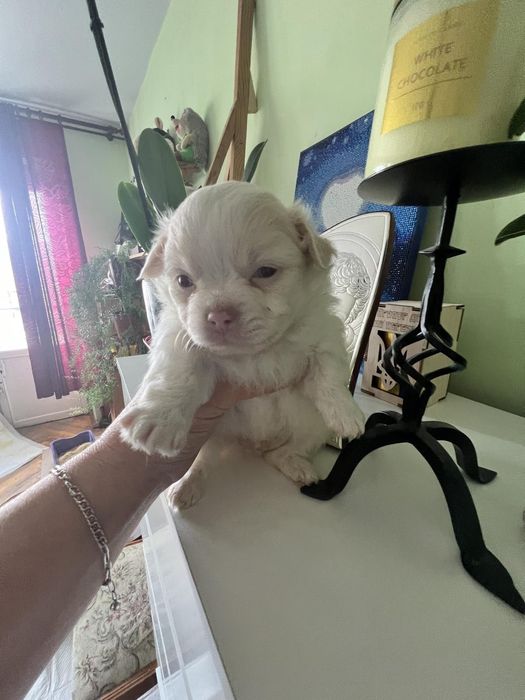 Цуценята чіхуашечки