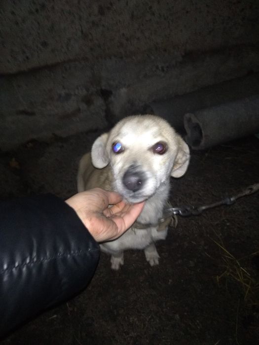 Віддаються собаки!!!