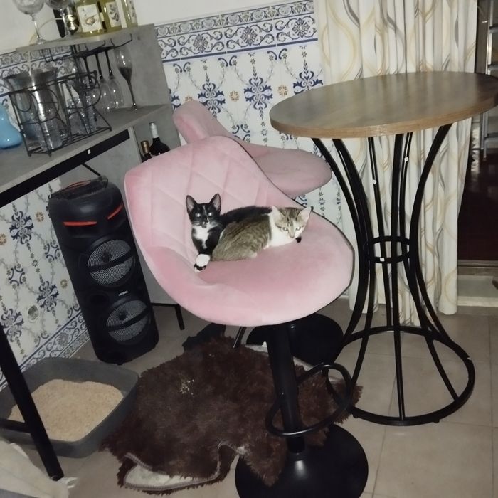 Gatinhos paser  se doado