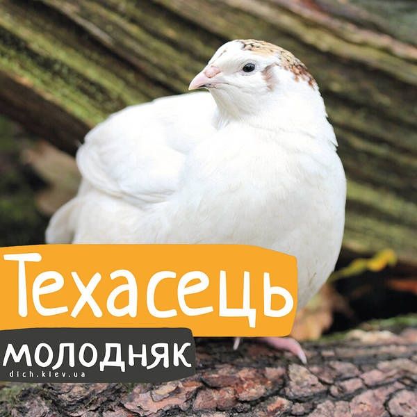 Перепелята добові і підрощені є молодки несушкитехаський