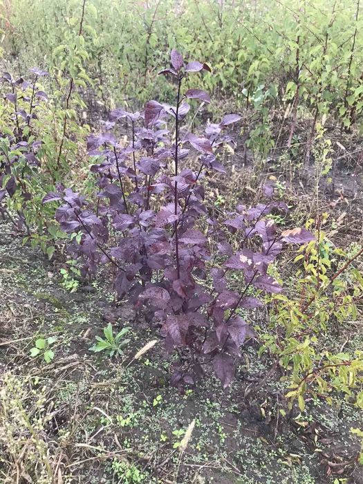 Саджанці плодових та декоративних дерев кущі ягід та штамбові рослини