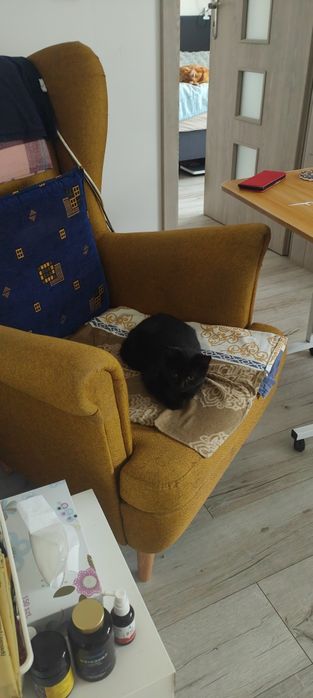 Oddam przyjemniaczka w dobre ręce
