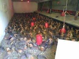 Kury nioski młode z jajkiem z dowozem gratis.Rosa Mesa Leghorn.