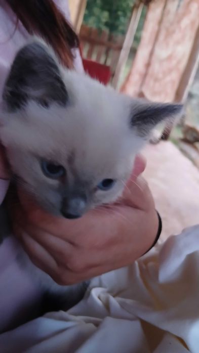 Gatinhos para adoção