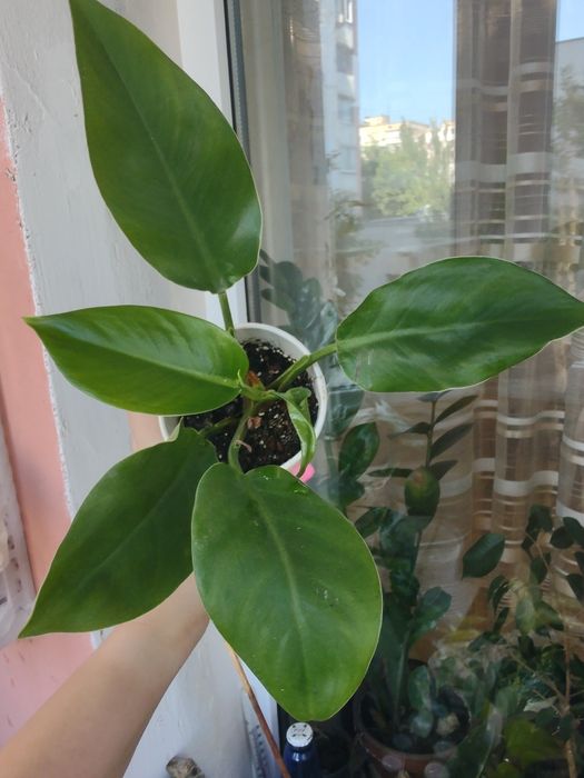 ФИЛОДЕНДРОНЫ разные сорта