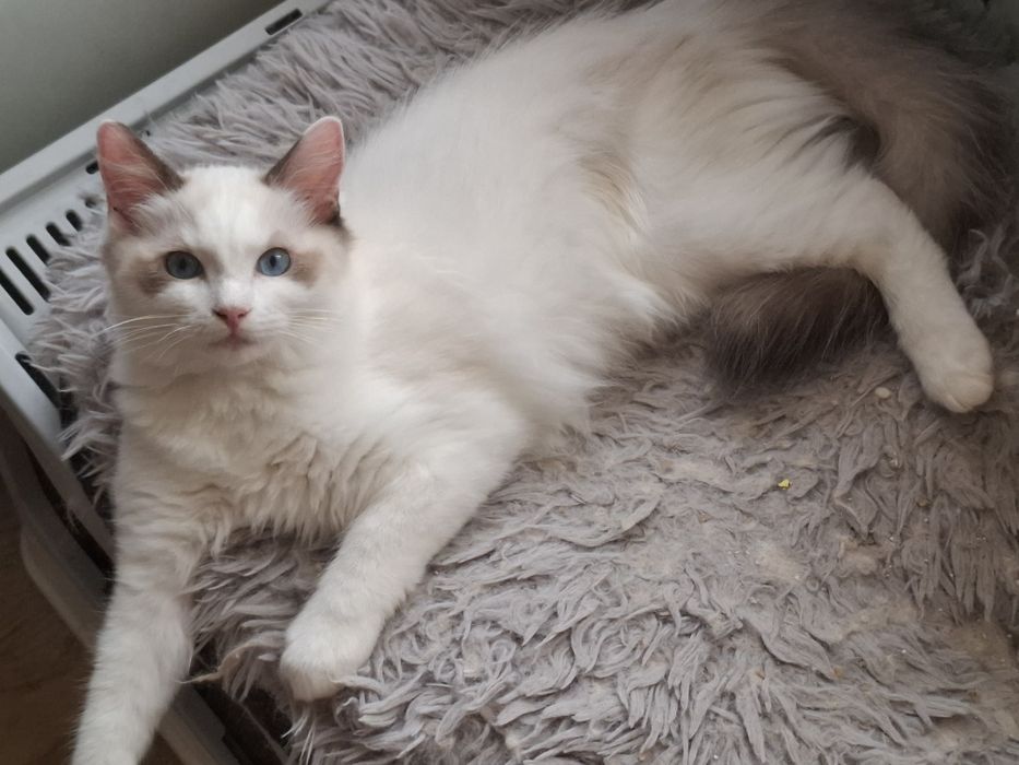 Kocurek Ragdoll.