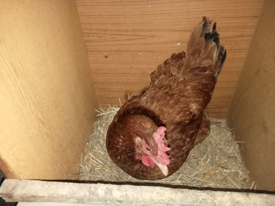 Jajka jaja wiejskie świeże