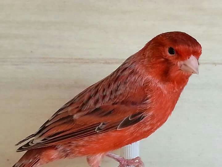 Canários Ágata vermelho intenso