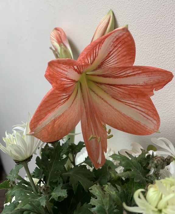 Дітки Гіпеаструма