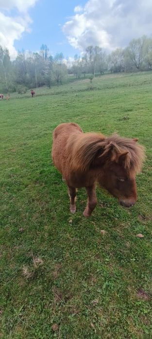 Sprzedam ogierka hucułka rocznego
