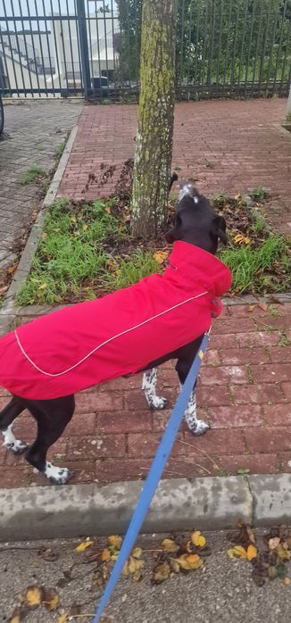 Capas impermeáveis para cão
