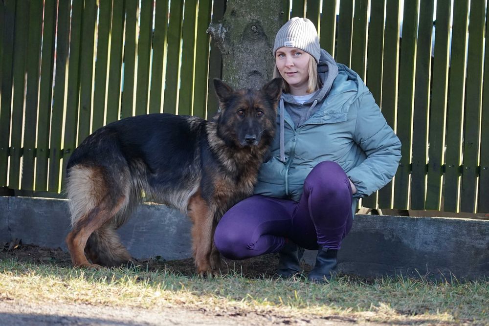 Stopka - śliczna sunia w typie owczarek niemiecki