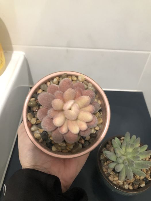 Conjunto de 2 vasinhos decorativos