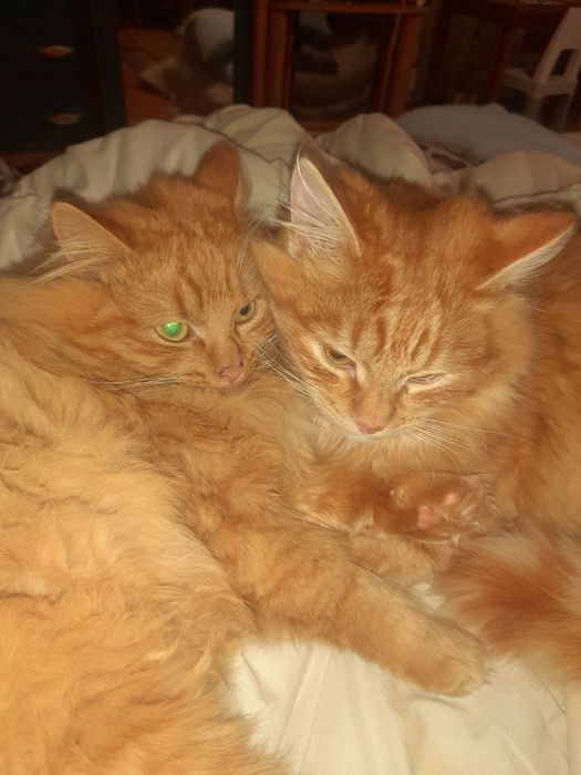 Котёнок котик Рыжик