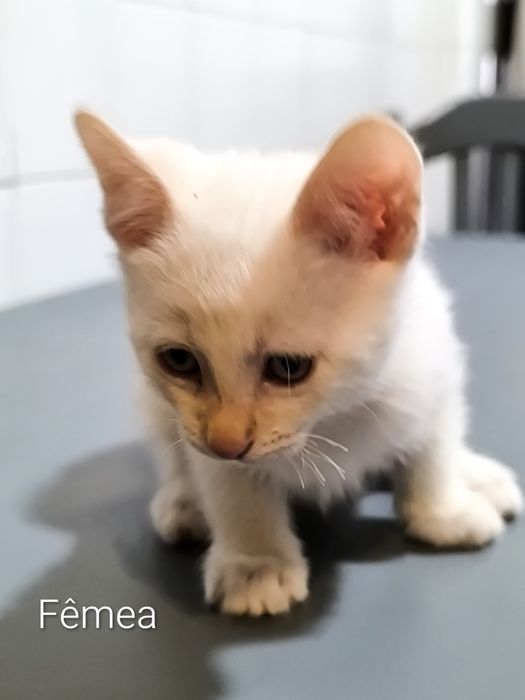 Gatinhos para adoção responsável