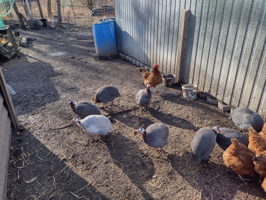 Perliczki  Sprzedam Kaczki francuskie