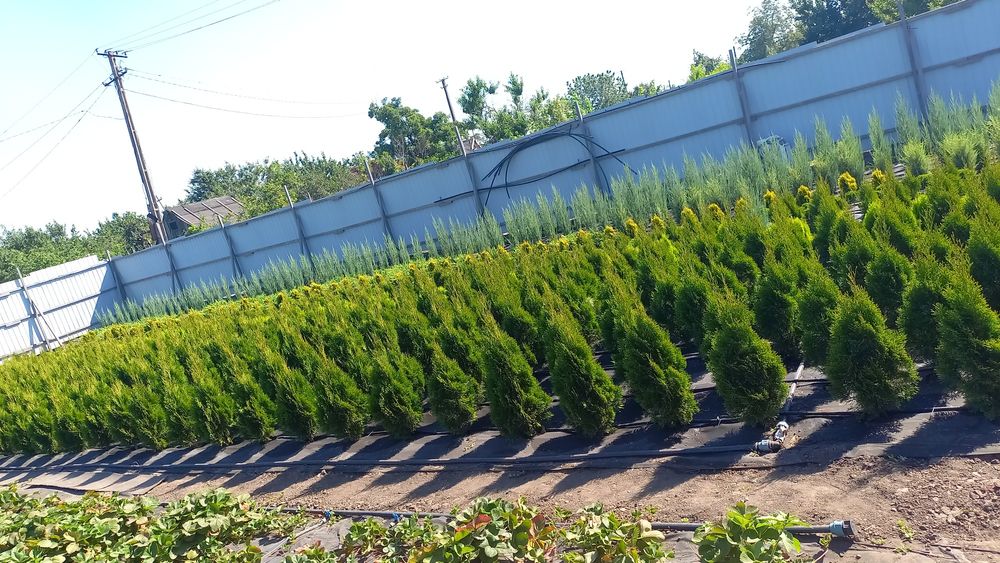 Смарагд Даника Ауреа Нана Блю Эрроу Самшит Глобоза Можжевель Вариегата