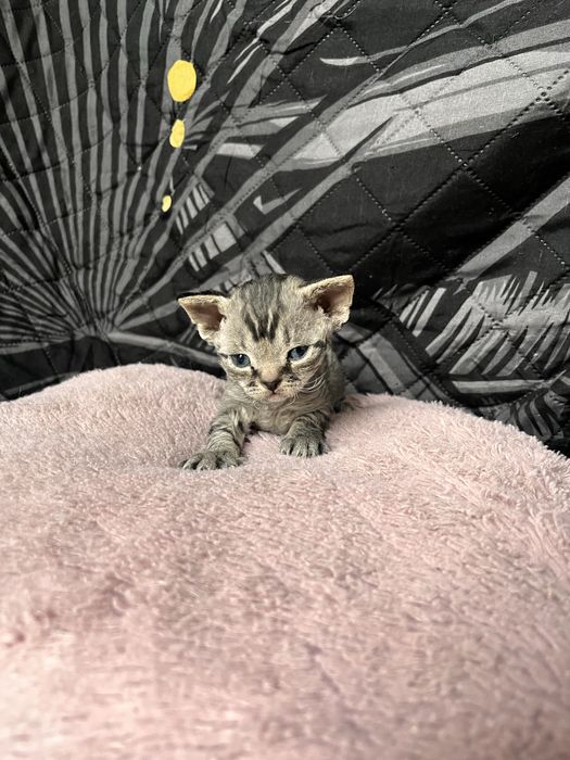 Niebieski pregowany chlopiec Devon Rex -UFO = UFIK