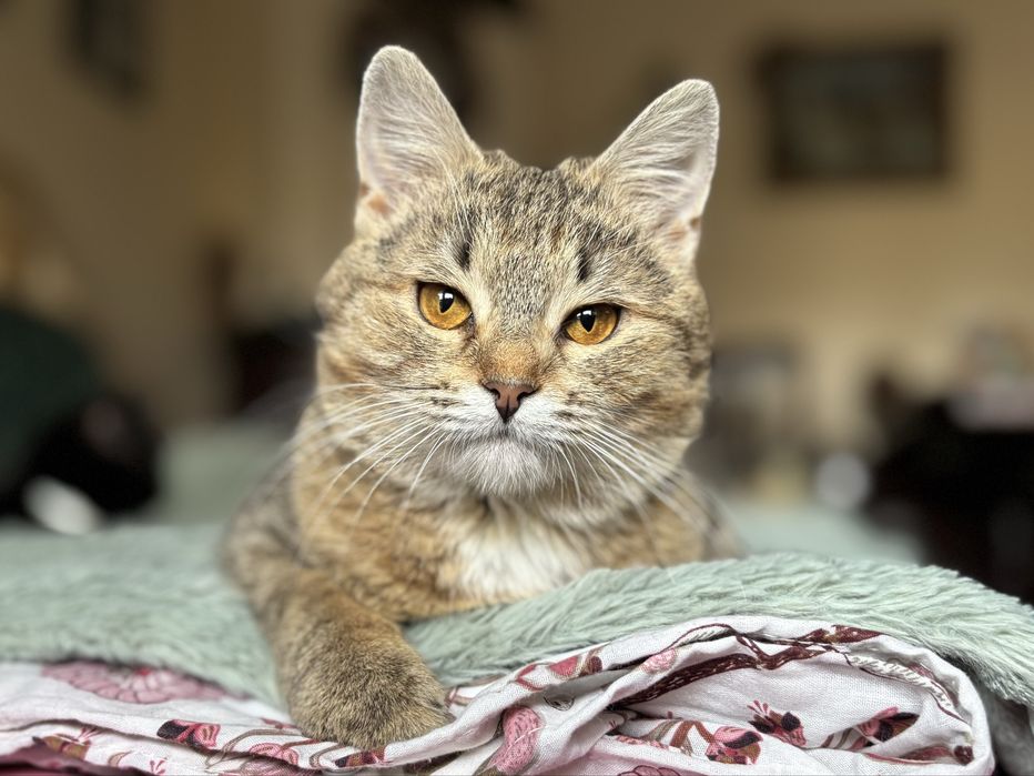 6 miesieczna kotka szuka domu