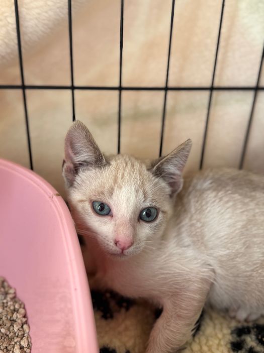 Gatinhos bebés para adoção responsável