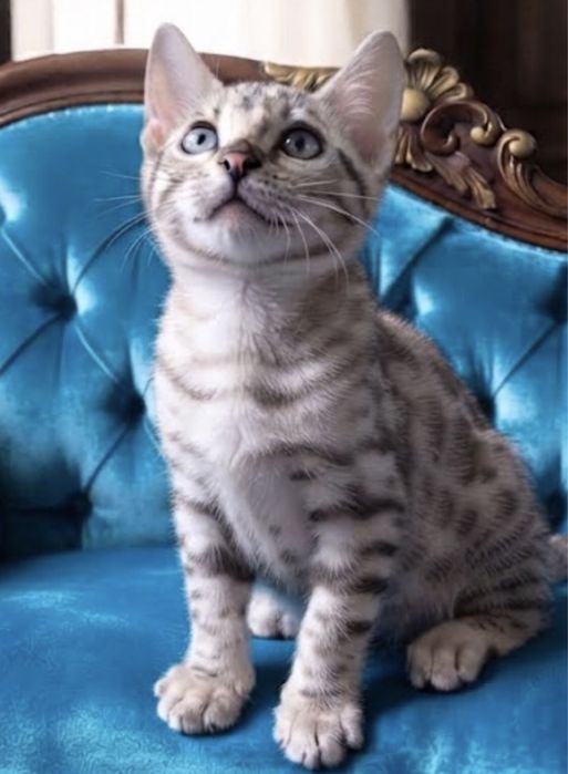 Яскравий бенгальський котик,Mink