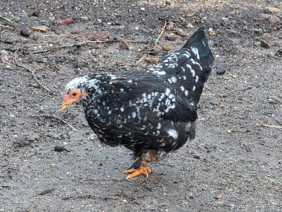 Ovos de galinhas garnisés galados