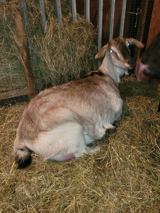 Kozy bezrozne duże i małe