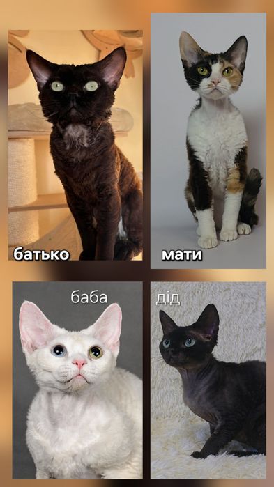 Чорнявий гарнюня девон рекс
