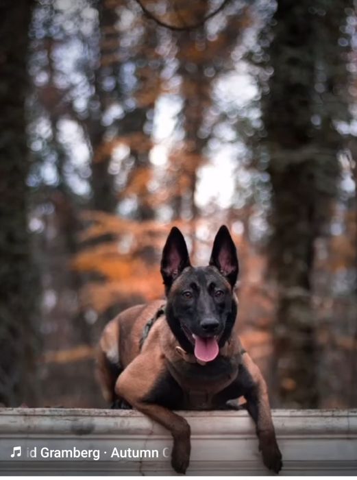 Owczarek belgijski Malinois