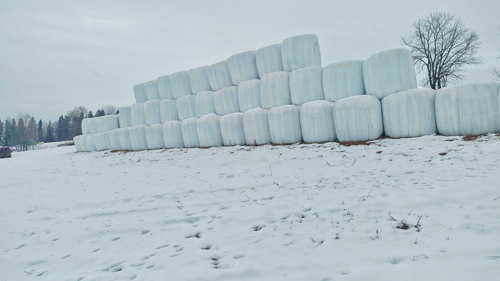 Bele Siano,sianokiszonka 2025