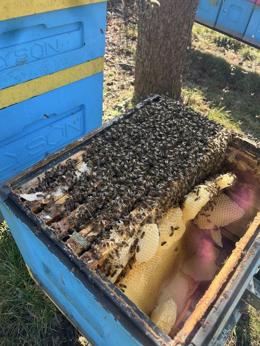 Rodziny pszczele z ulami Dadant, odkłady, pasieka