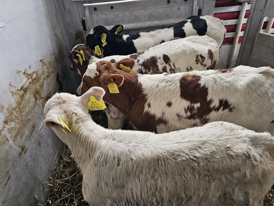 Sprzedam 6 cielaków byczki