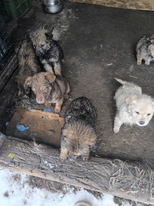 2 miesięczne pieski do oddania