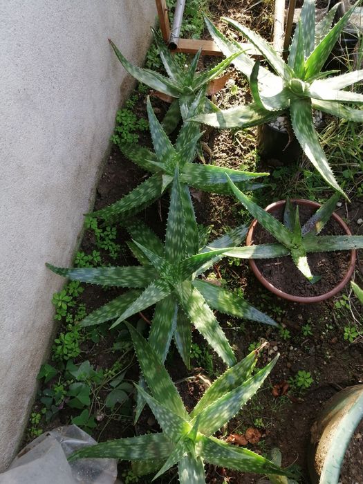 Oliveiras E cactos Aloe Vera