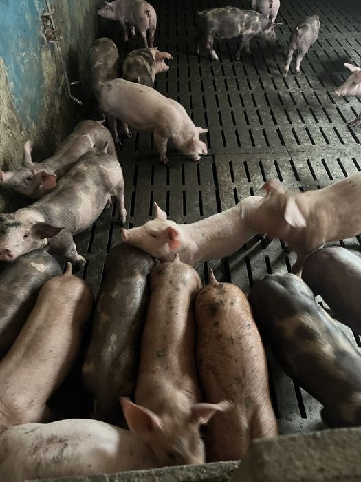 Продам малі поросята 10-12кг 12-14 кг